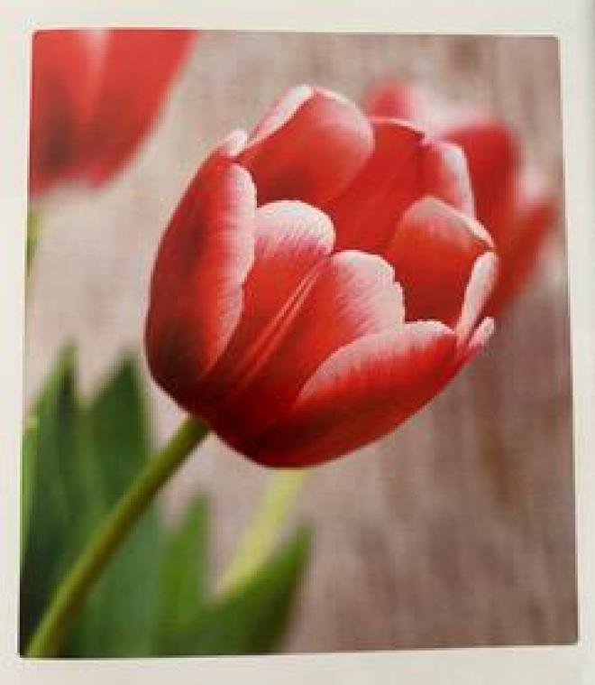<p>Die rote Tulpe mit dem weißen Blütenrand ist das Symbol für Parkinson.</p>