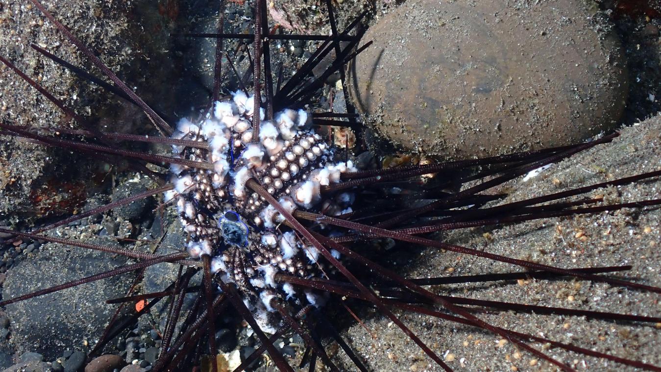 <p>Ein infizierter Seeigel auf der Insel La Réunion</p>
