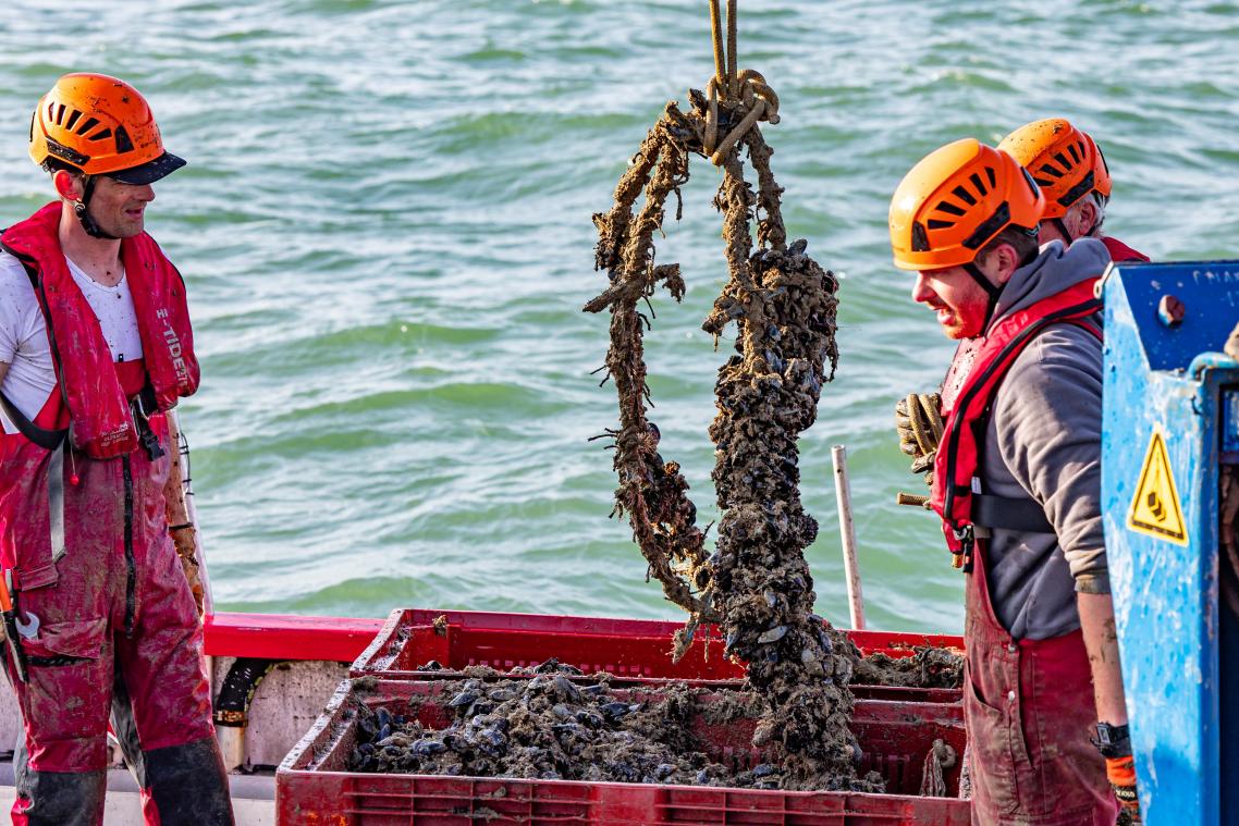 <p>Die erste Muschelernte von Colruyt in der eigenen Nordsee-Farm (Juli 2023)</p>