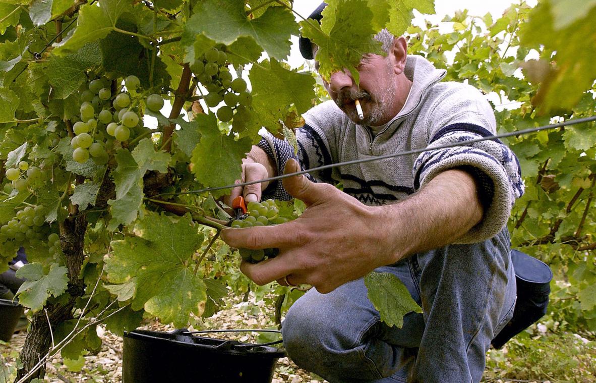 <p>Belgischer Wein ist auf dem Vormarsch, weshalb Gault&amp;Millau auch in diesem Jahr einen Weinführer herausgegeben hat.</p>