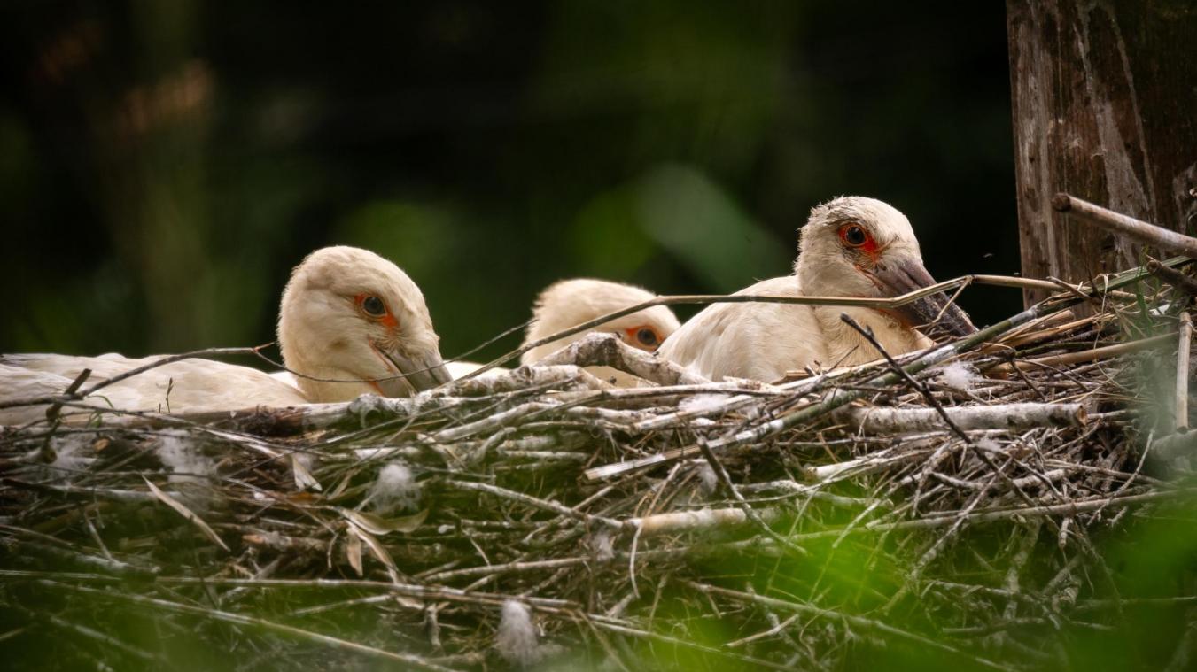 <p>Foto: Zoo Planckendael</p>