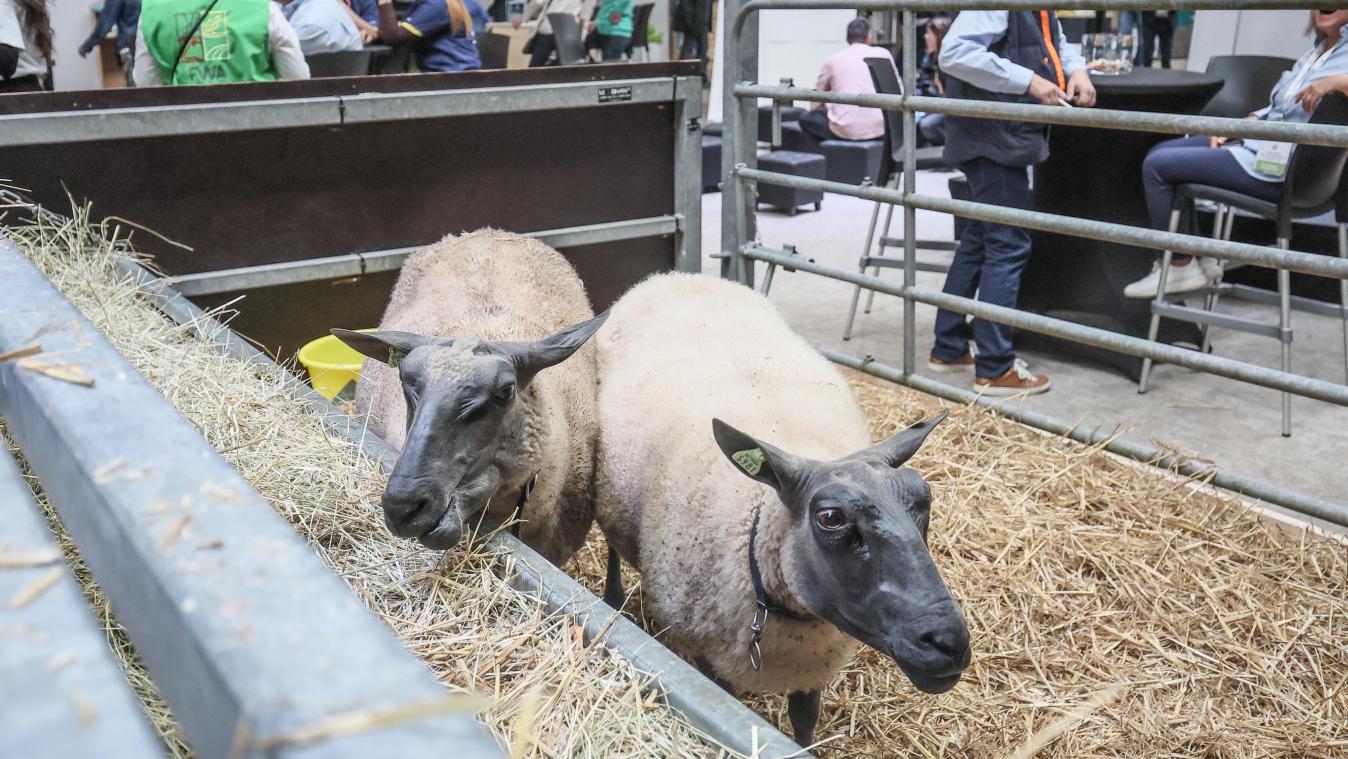 <p>„Starker Partner der Regierung“: Landwirte bevölkern Libramont zum 88. Mal</p>
