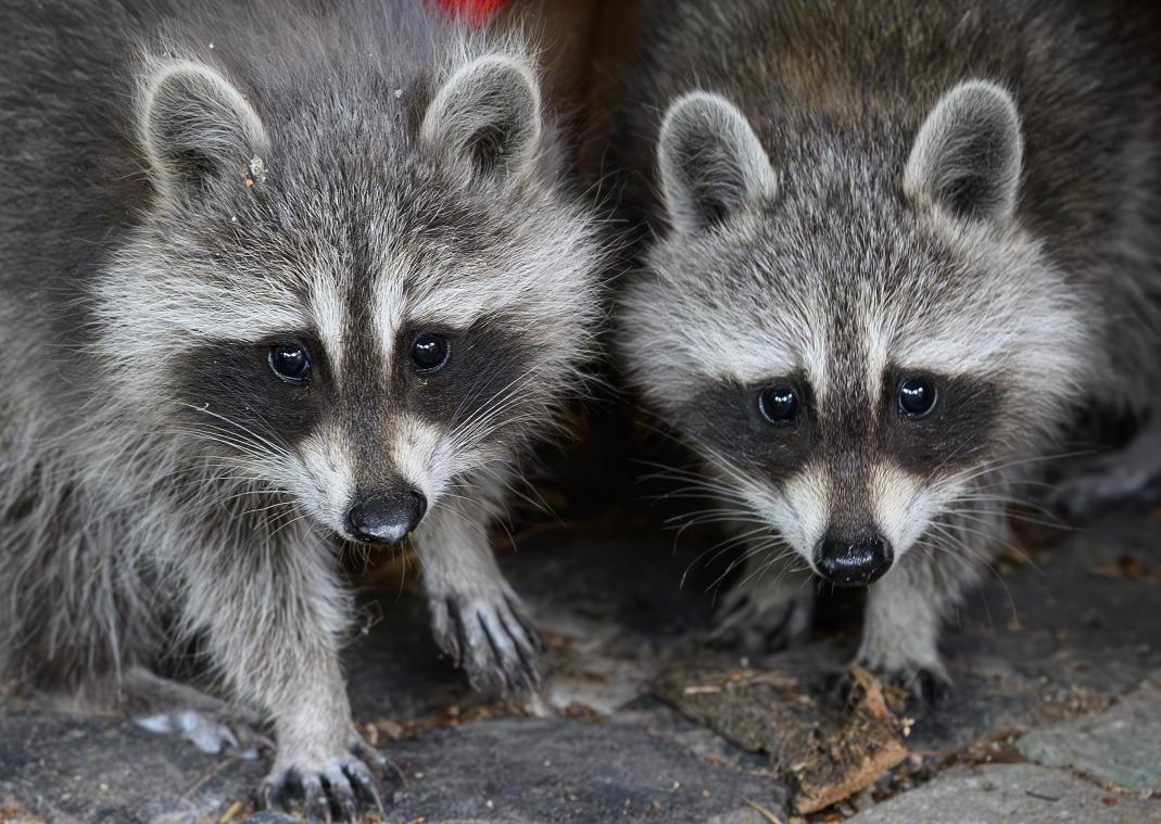 <p>Der Schein trügt: Waschbären sehen niedlich aus, können aber zu einer Plage werden.</p>