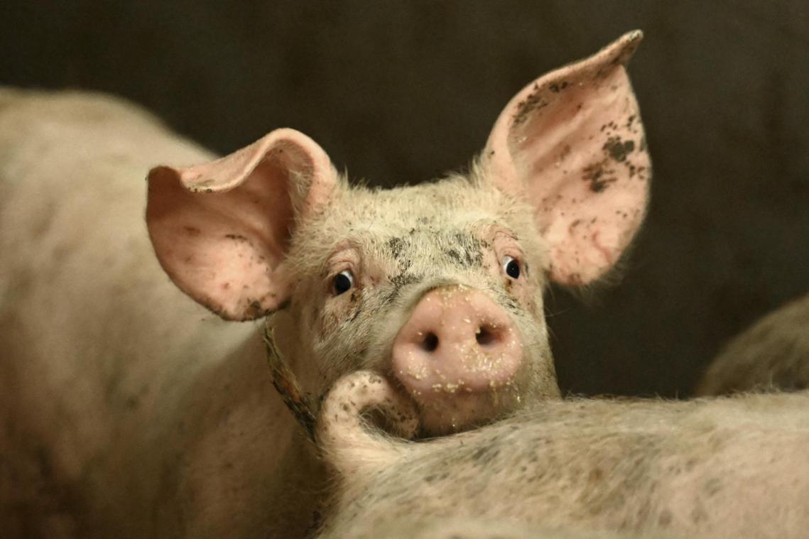 <p>Weniger Schweine gibt es in Belgien.</p>