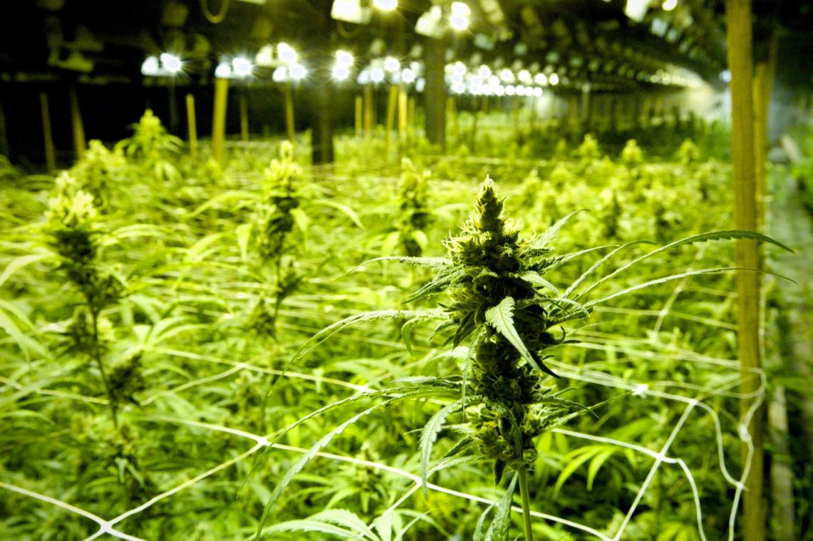 <p>Im Jahr 2009 wurde diese Plantage von Patrick Lagrou in Zandvoorde entdeckt.</p>