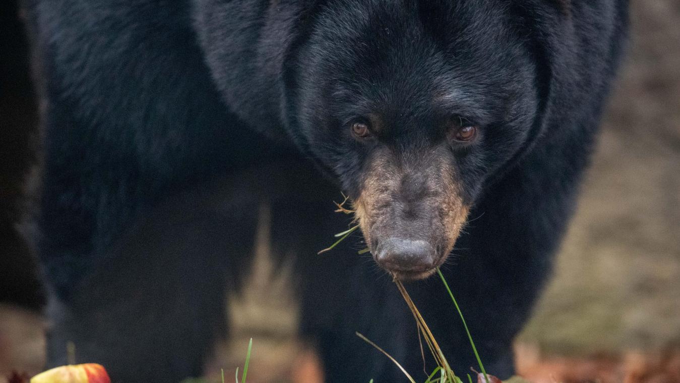 <p>Schwarzbären gehören zu den Raubtieren.</p>