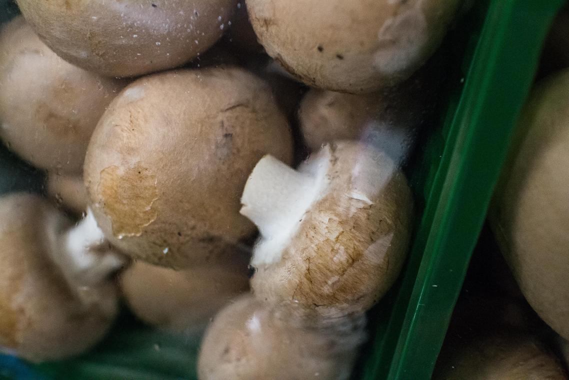 <p>Belgische Supermärkte testen Mehrwegverpackungen für Champignons.</p>