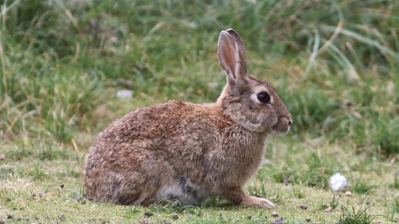 <p>Im Rahmen der Aktion sammelte Bite Back Unterschriften für eine Petition gegen das Label „Kaninchen aus Bodenhaltung“, das auf Verpackungen von Kaninchenfleisch angebracht ist. Nach Ansicht der Organisation handelt es sich dabei um eine reine Marketingstrategie, die keine echten Verbesserungen für die Tiere garantiert.</p>