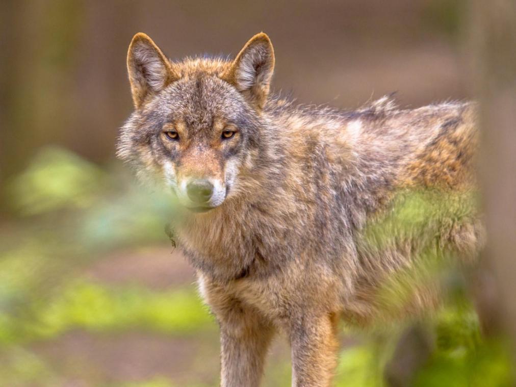 <p>[Video] Seltener Anblick: Wolf in Wohngebiet nahe Kapellen gesichtet</p>
