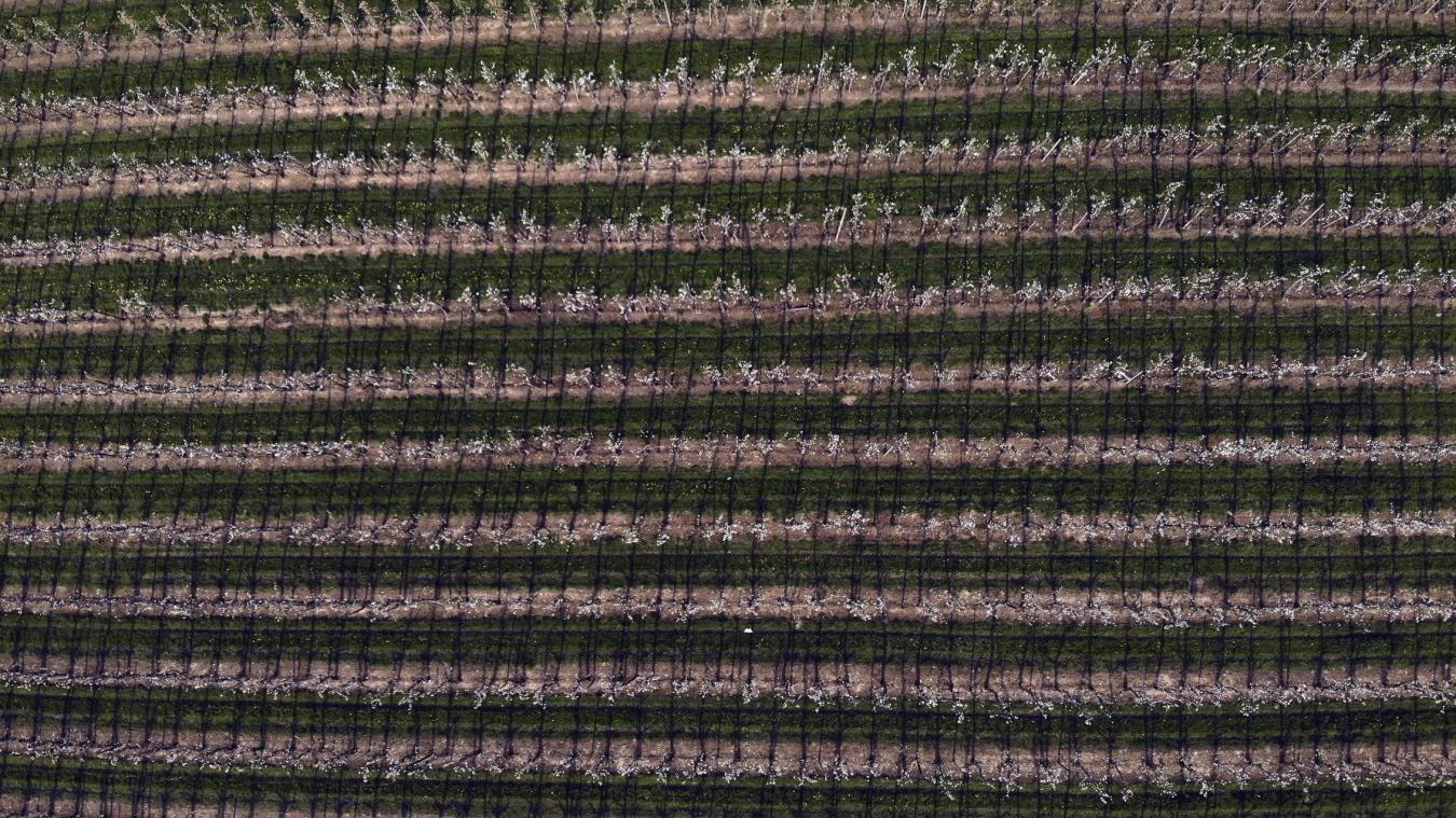 <p>Blick auf ein limburgisches Birnenanbaugebiet aus der Luft: Belgien ist mit rund 300.000 bis 360.000 Tonnen Jahresproduktion heute der größte Birnenproduzent der EU, über die Hälfte der Anbaufläche liegt in Limburg.</p>