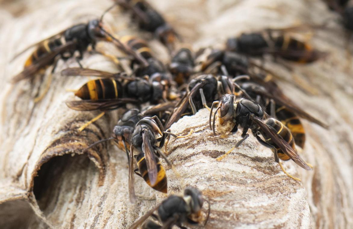 <p>Asiatische Hornissen sitzen auf ihrem Nest. Die Asiatische Hornisse gilt als invasive Art, die sich nun auch immer stärker in unserer Region ausbreitet.</p>