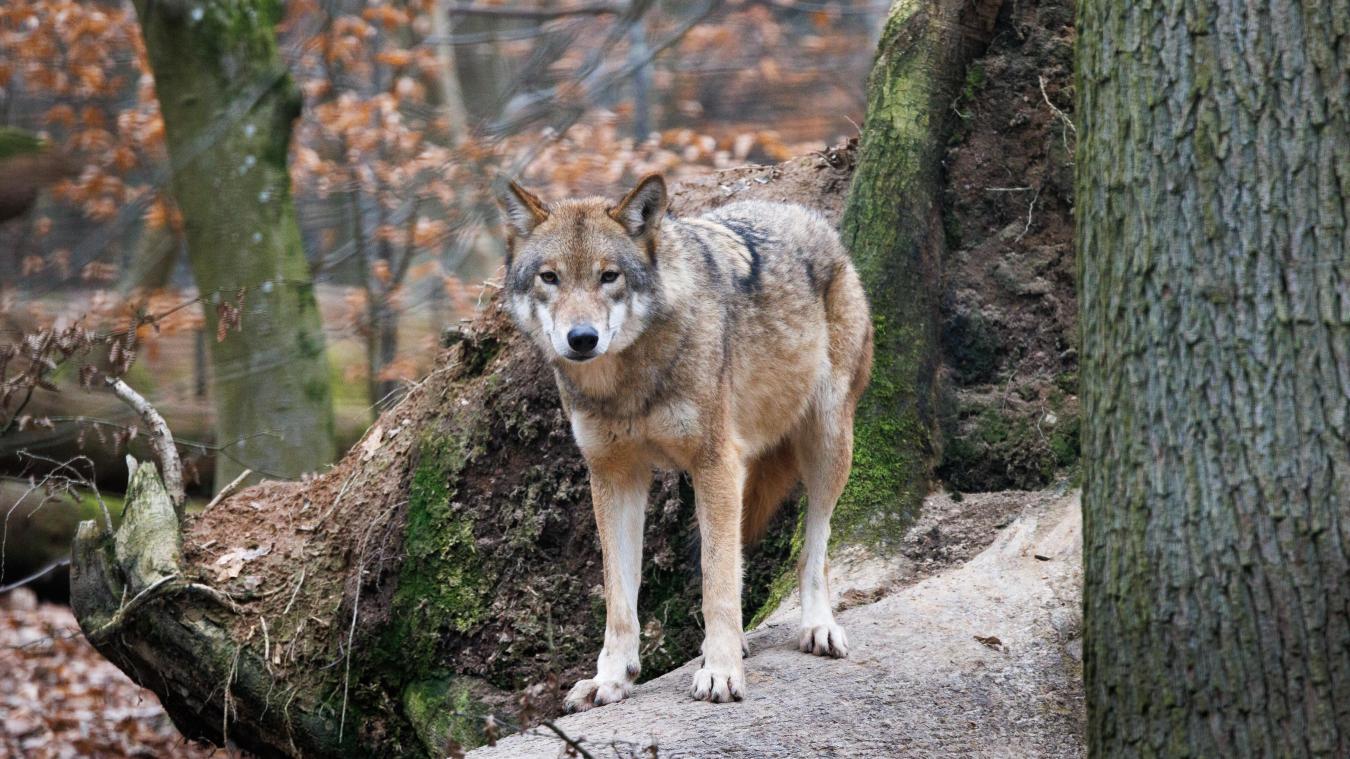 <p>Welche Zukunft für den Wolf?</p>