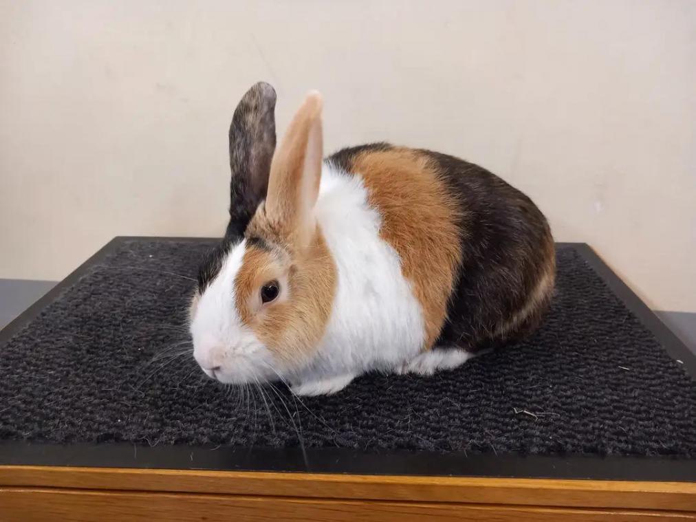 <p>Ein Holländerkaninchen japanerfarbig: Die ostbelgischen Kleintierzüchter kehren mit vielen Preisen zurück.</p>