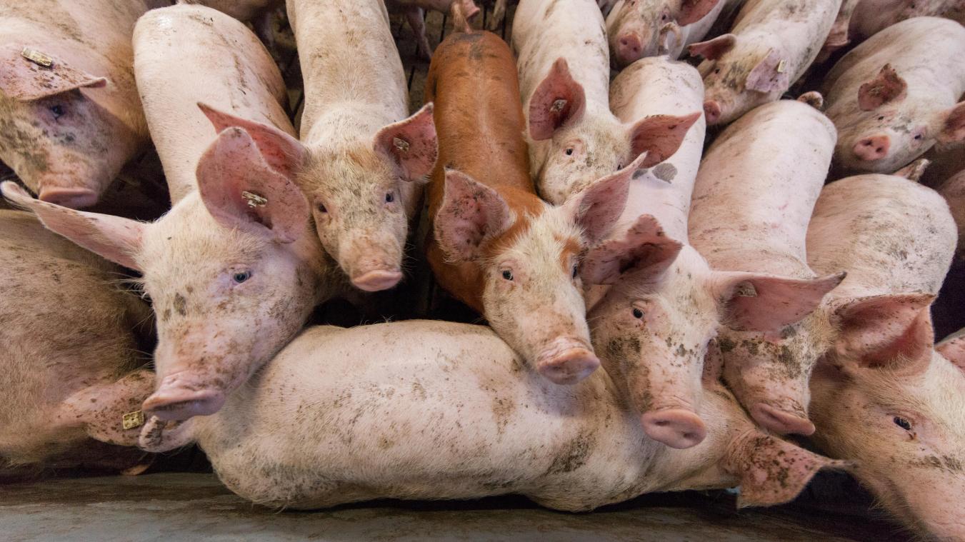 <p>Belgien meldet deutlichen Rückgang bei Antibiotika für Nutztiere.</p>