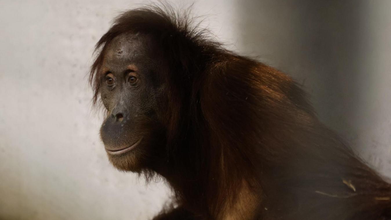 <p>Im Tierpark Pairi Daiza sind fünf Orang-Utans aus Frankfurt eingetroffen.</p>