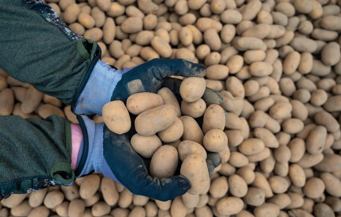<p>Trotz Preissturz bei Produzenten: Belgische Kartoffeln bleiben teuer.</p>