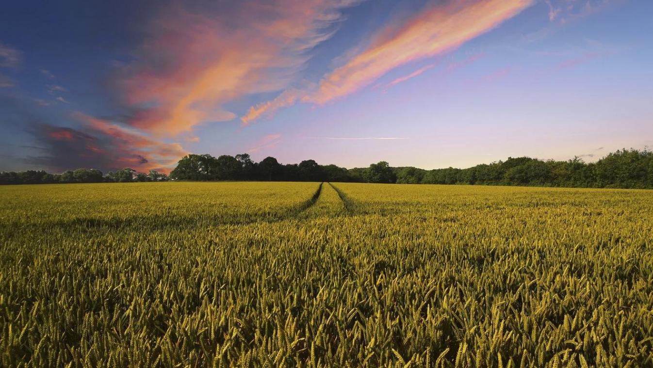 <p>Vor allem die verstärkte großflächige landwirtschaftliche Industrialisierung in weiten Teilen Flanderns hat die Preise auch für  Flächen in der Wallonie in den letzten Jahren beständig nach oben getrieben.</p>