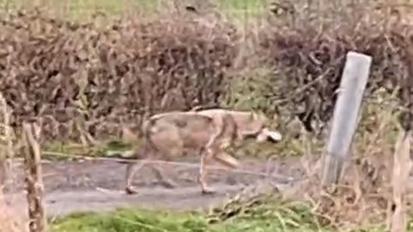 <p>Ein mutmaßlicher Wolf ist in dieser Woche in der Gemeinde Raeren gesichtet worden.</p>