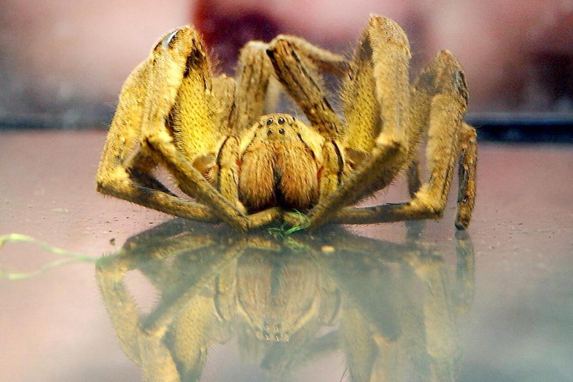 <p>Unter den beschlagnahmten Tieren befand sich auch eine brasilianische Bananenspinne – eine extrem giftige Art, die normalerweise in den Tropen Südamerikas vorkommt.</p>