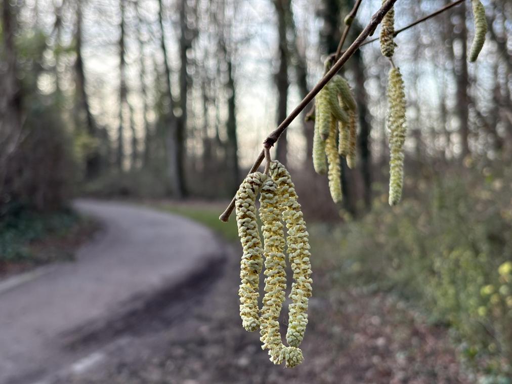 <p>Rote Augen unter dem Weihnachtsbaum? Pollenflug beginnt früh</p>
