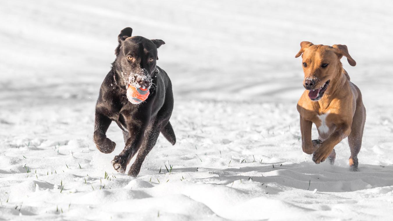 <p>Ein erhöhter Energiebedarf sorgt dafür, dass viele Tiere im Winter mehr Futter benötigen: Hochwertige Proteine und Fette unterstützen die Gesundheit.</p>