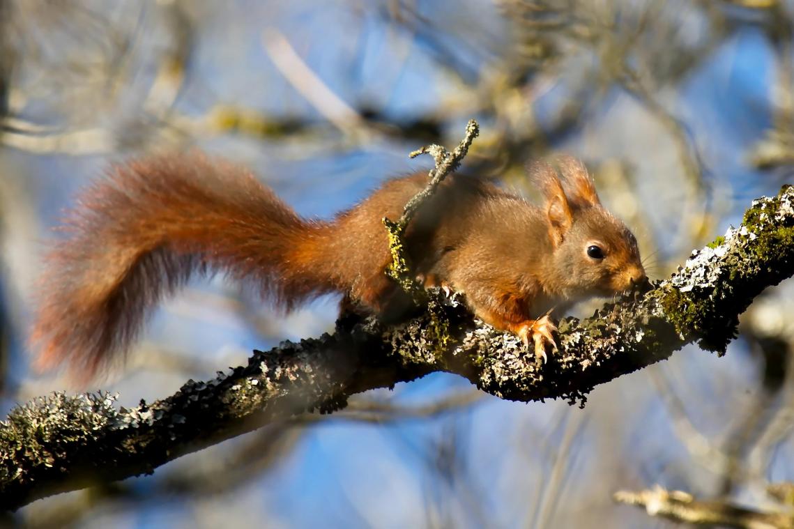 <p>Das Eichhhörnchen gibt gelegentlich die Winterruhe auf, um Nahrung aus den Verstecken zu holen.</p>