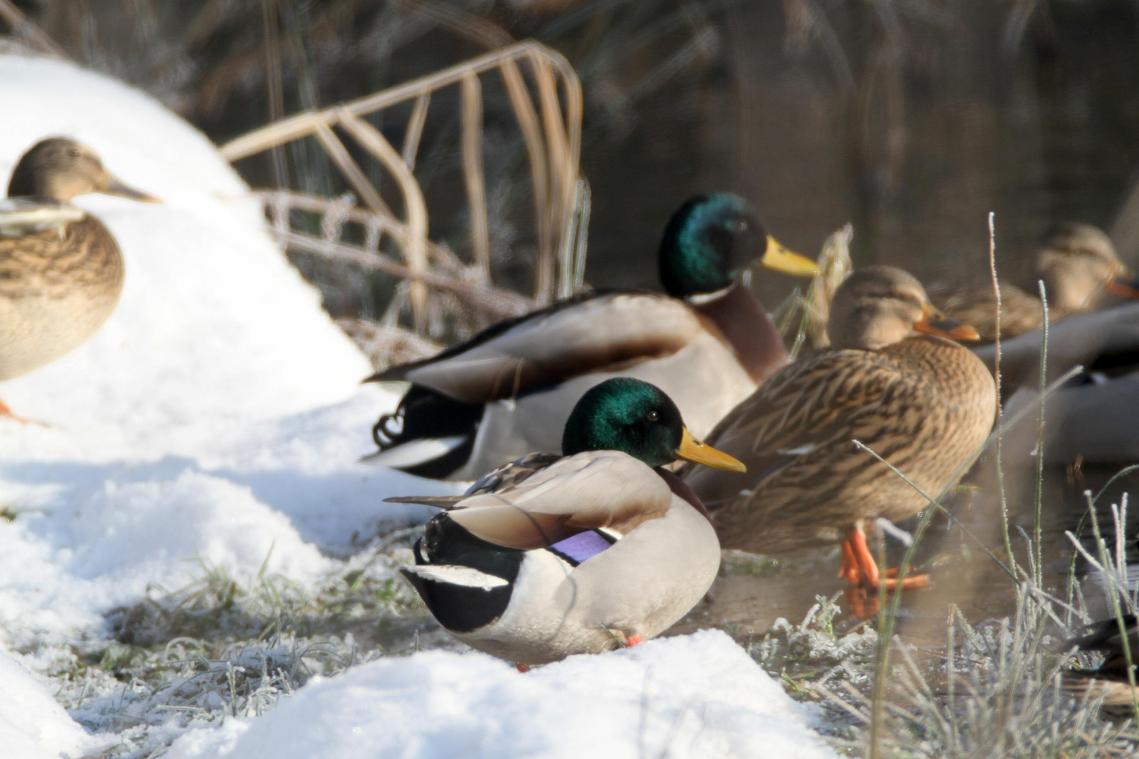 <p>Stockenten sind auch im Winter an Wasser gefunden. Ihre Spuren lassen sich im Schnee gut erkennen.</p>