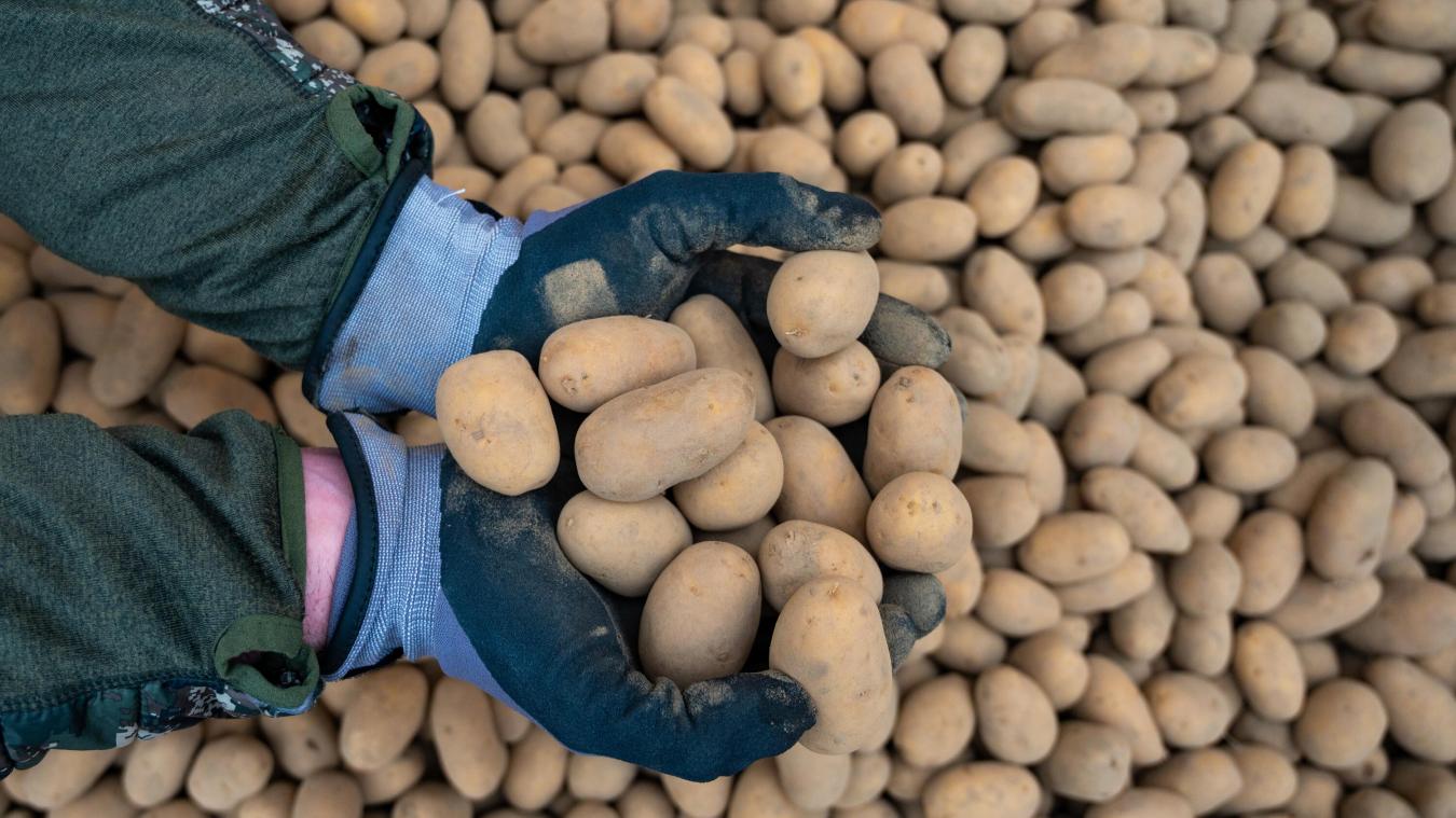 <p>Auf dem Brüsseler Grand-Place wurden am Samstag Kartoffeln verteilt.</p>