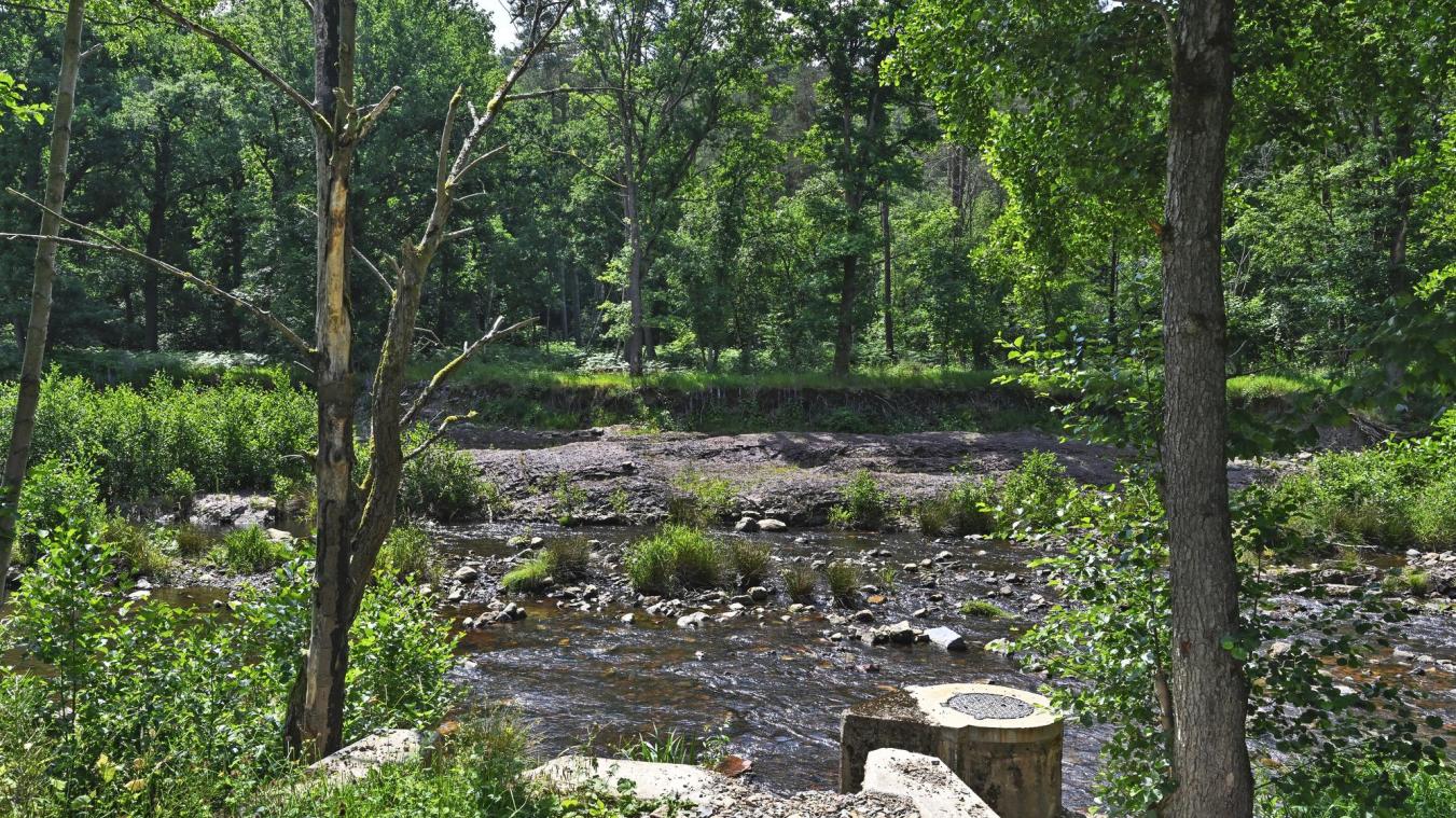 <p>Bewachsene Ufer helfen, Wasser zurückzuhalten und Hochwasserspitzen zu dämpfen.</p>