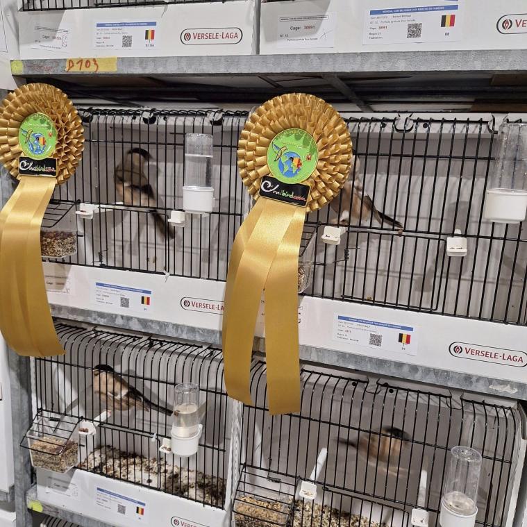 <p>Doppelgold für die braunen Dompfaffhennen aus Weywertz bei der Weltmeisterschaft der Ziervögel in Marche-en-Famenne. In den WEX-Hallen wurden insgesamt fast 19.000 Vögel aus 20 Ländern ausgestellt.</p>