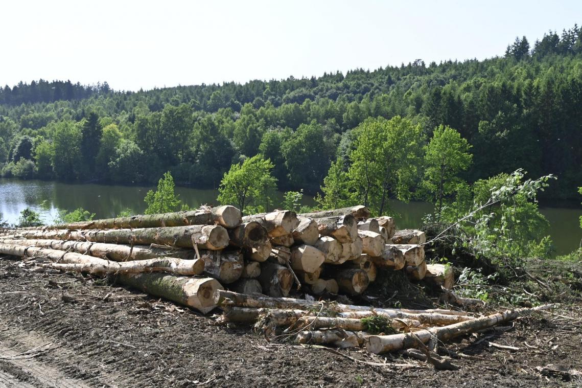 <p>Die Wiederaufforstung der Kahlfläche auf der Wirtzfelder Seite des Bütgenbacher Sees wird vorgezogen und bereits in diesem Jahr erfolgen, teilte Waldschöffe David Rauw mit.</p>