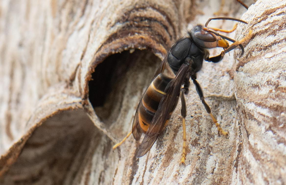 <p>Eine Asiatische Hornisse sitzt auf ihrem Nest. Die Asiatische Hornisse gilt als invasive Art.</p>