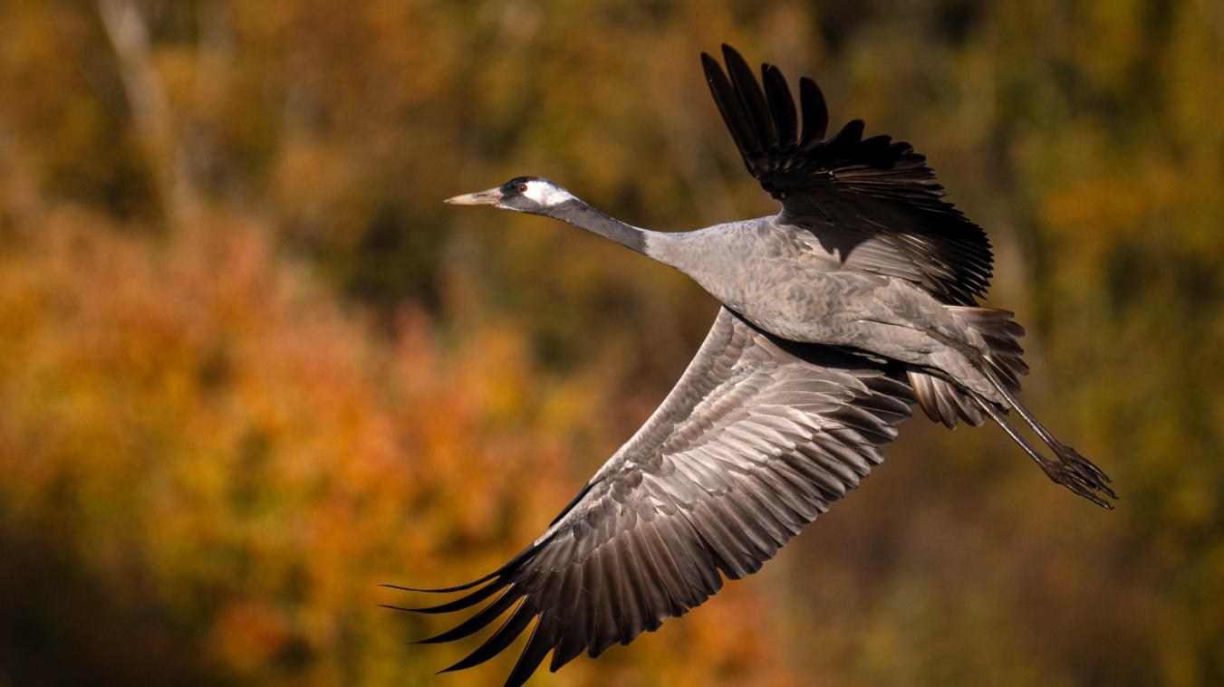 <p>Auch der Kranich ist zurückgekehrt. In der Talregion der Zwarte Beek brüten erstmals seit Jahrzehnten wieder Paare.</p>