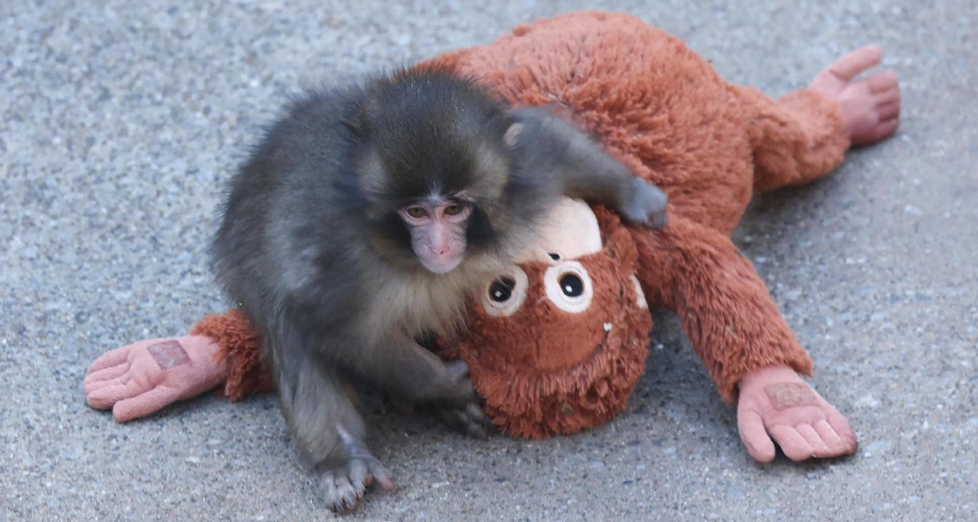 <p>Der junge Japanmakake Punch kuschelt im Zoo von Ichikawa mit einem Plüsch-Orang-Utan – die rührenden Bilder lösten weltweit einen Internet-Hype aus.</p>