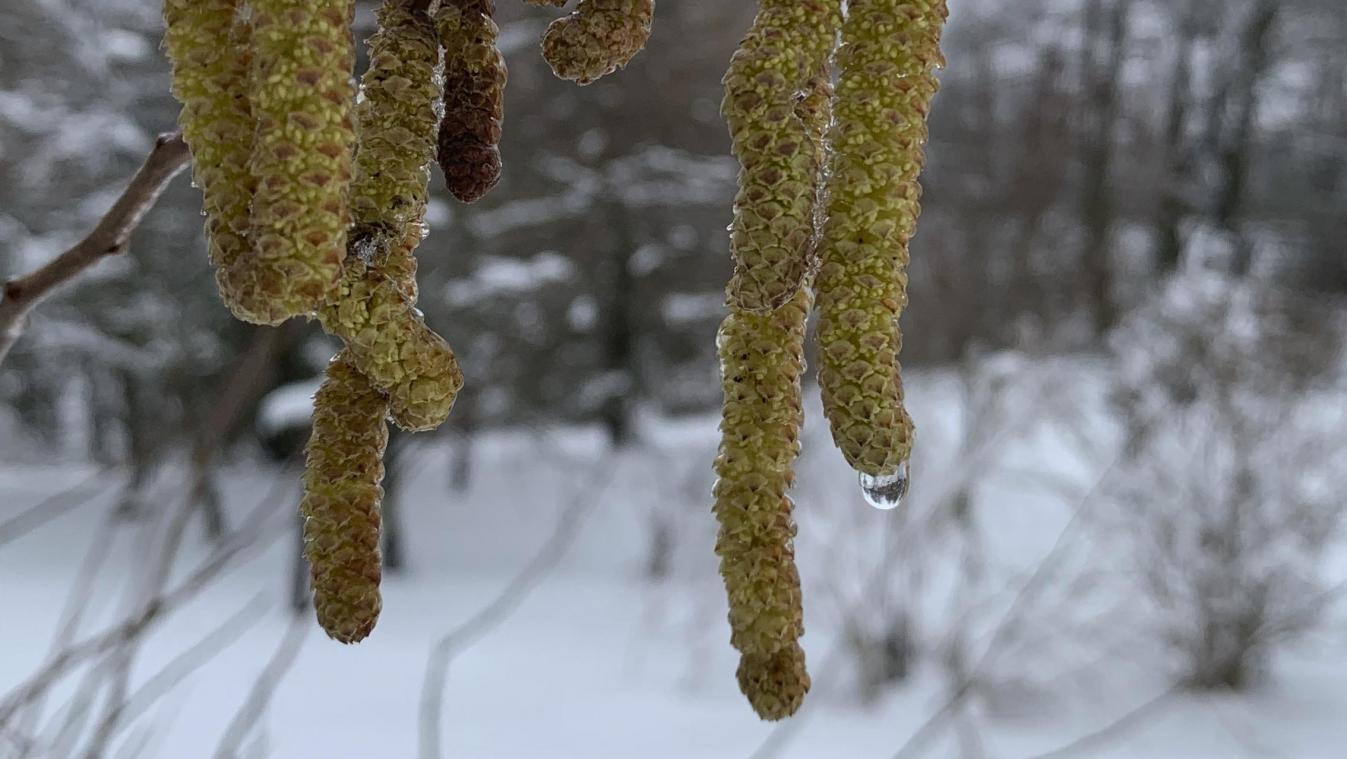 <p>Geöffnete Haselkätzchen im Schnee. Überall in Ostbelgien ist die Pollenflugsaison gestartet. Allergiker müssen nun aufpassen.</p>