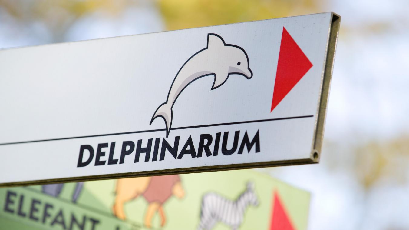<p>Die Debatte um Delphinarien sorgt derzeit in der Wallonie für politischen Streit: Während die Regierung entsprechende Pläne bestreitet, spricht die Tierschutzorganisation Gaia von einem möglichen Comeback der Anlagen.</p>