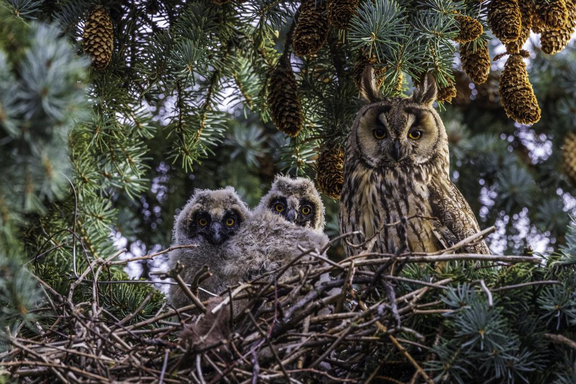 <p>Die Waldohreule ist ein ausgesprochener Feldmausspezialist.</p>