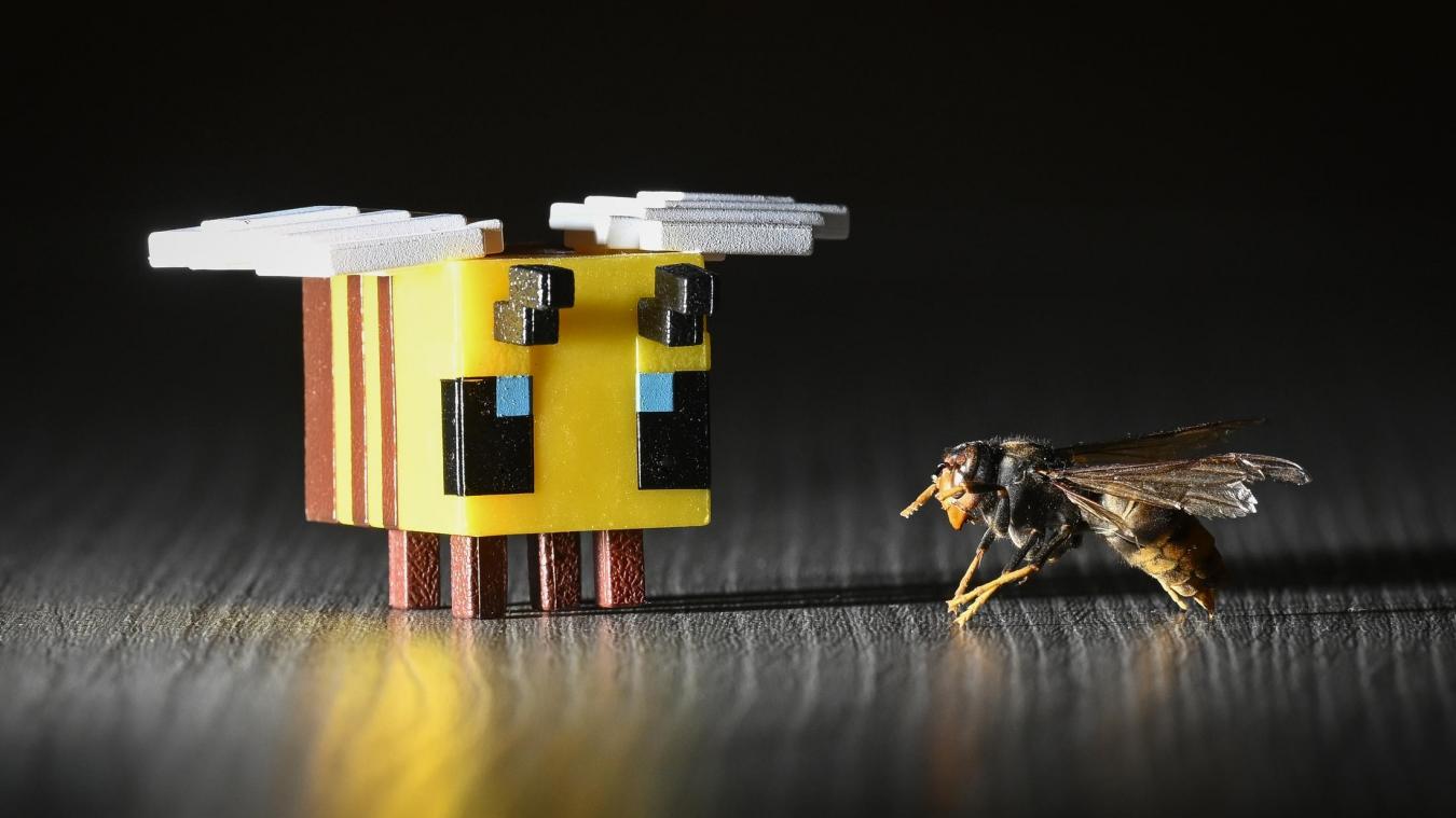 <p>Unter anderem die Honigbiene steht auf dem Speiseplan der Asiatischen Hornisse. Für die Imkerei bedeutet die Etablierung der invasiven Art ein Umdenken.</p>