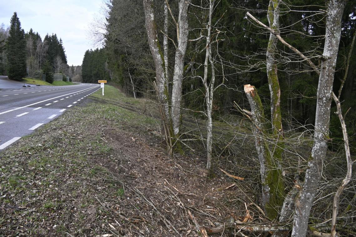 <p>Die jüngsten „Pflegemaßnahmen“ entlang der Regionalstraße N 62 auf der Kaiserbaracke haben bei Dorothea Schwall-Peters, St.Vither Stadtratsmitglied und Präsidentin von AVES-Ostkantone Entsetzen hervorgerufen. Wahllos seine Bäume durch den rücksichtlosen Einsatz von Häckselmaschinen verstümmelt worden.</p>