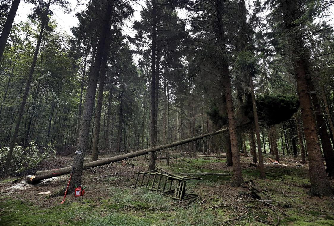 <p>Die Forstkulturpläne sorgten erneut für Diskussionen im Büllinger Gemeinderat.</p>