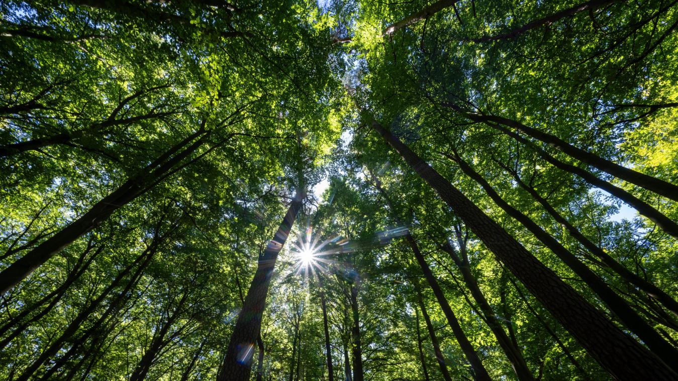 <p>Die Sonne scheint durch die grünen Blätter der Bäume in einem Wald.</p>