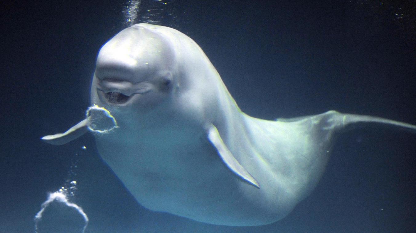 <p>Ein Beluga – solche Tiere leben normalerweise in arktischen Gewässern. Die Sichtung eines Exemplars vor Blankenberge gilt als seltenes Ereignis.</p>