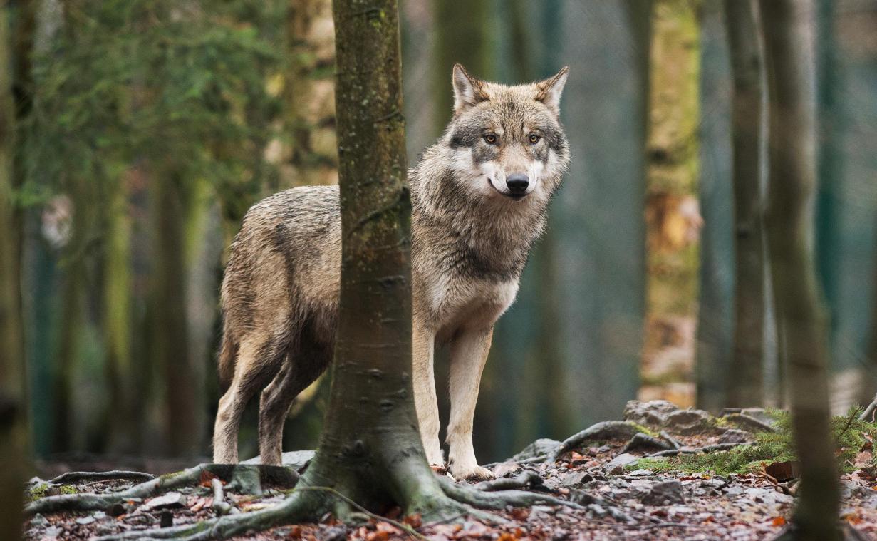 <p>Wolf aus der Nordeifel in Luxemburg nachgewiesen</p>