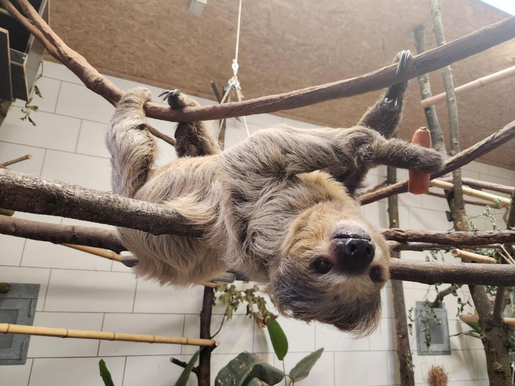 <p>Das Faultier Fips ist neu im Aachener Tierpark.</p>