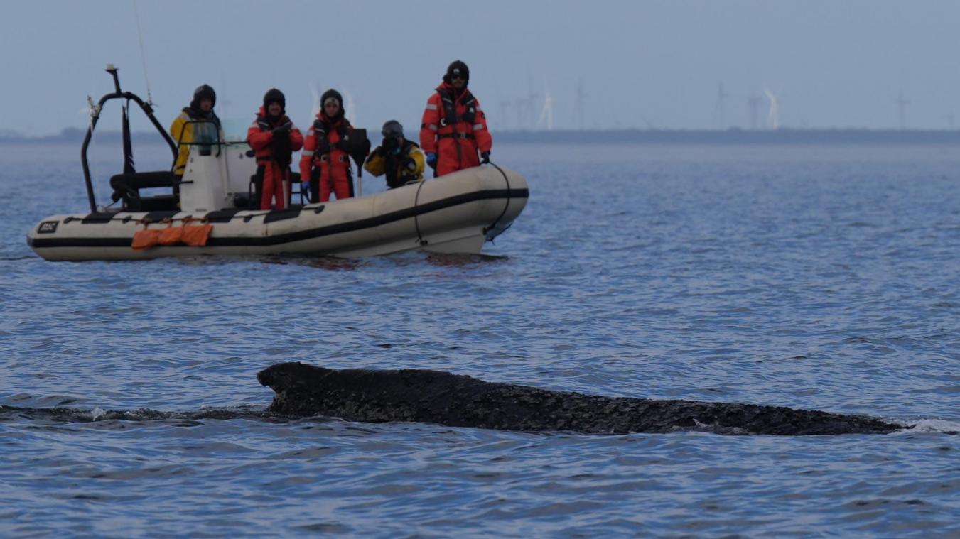 <p>Der in der Ostsee vor Niendorf gestrandete Wal hatte sich in der Nacht zuvor erst befreit. Nun steckt er wieder fest.</p>