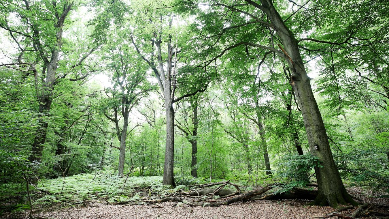 <p>Eichen und Buchen prägen vielerorts die Wälder in der Wallonie – doch gerade diese Baumarten zeigen laut aktuellem Bericht zunehmende Schwächesymptome.</p>