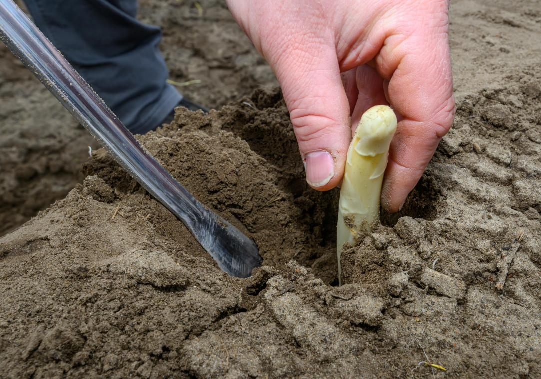 <p>Spargel wird auf einem Feld gestochen. Vor einigen Tagen hat die Ernte begonnen.</p>