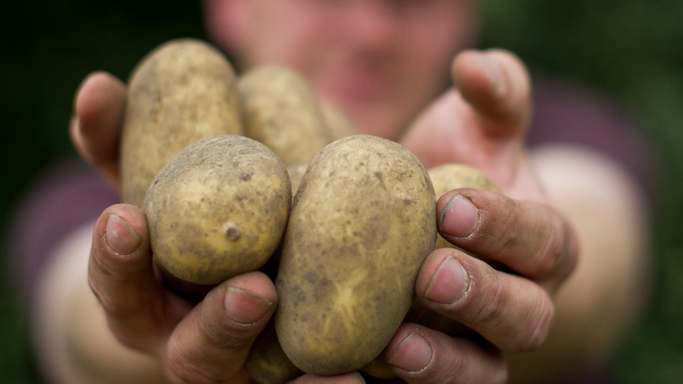<p>Die Bauern im Land verkaufen ihre Kartoffeln aktuell zum Nulltarif.</p>