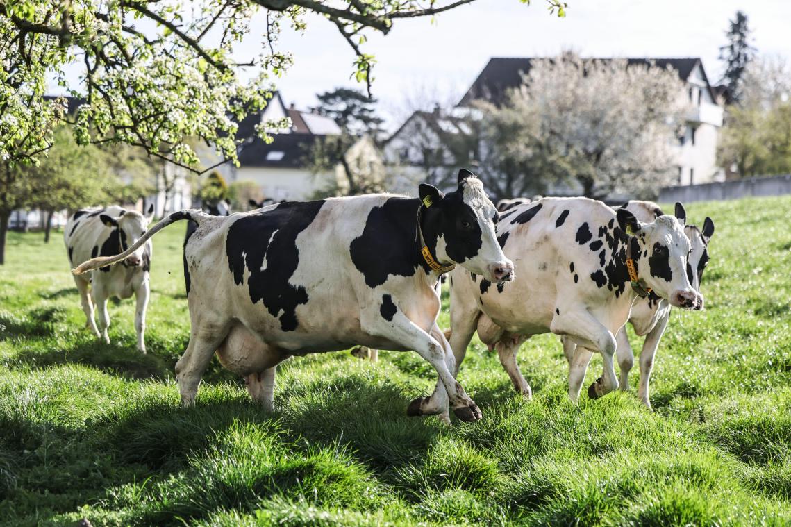 <p>Milchkühe laufen beim ersten Weidegang im Jahr auf die Wiese. Beim alljährlichen Weideaustrieb haben die Landwirte ihr Milchvieh auf die Weide geschickt.</p>