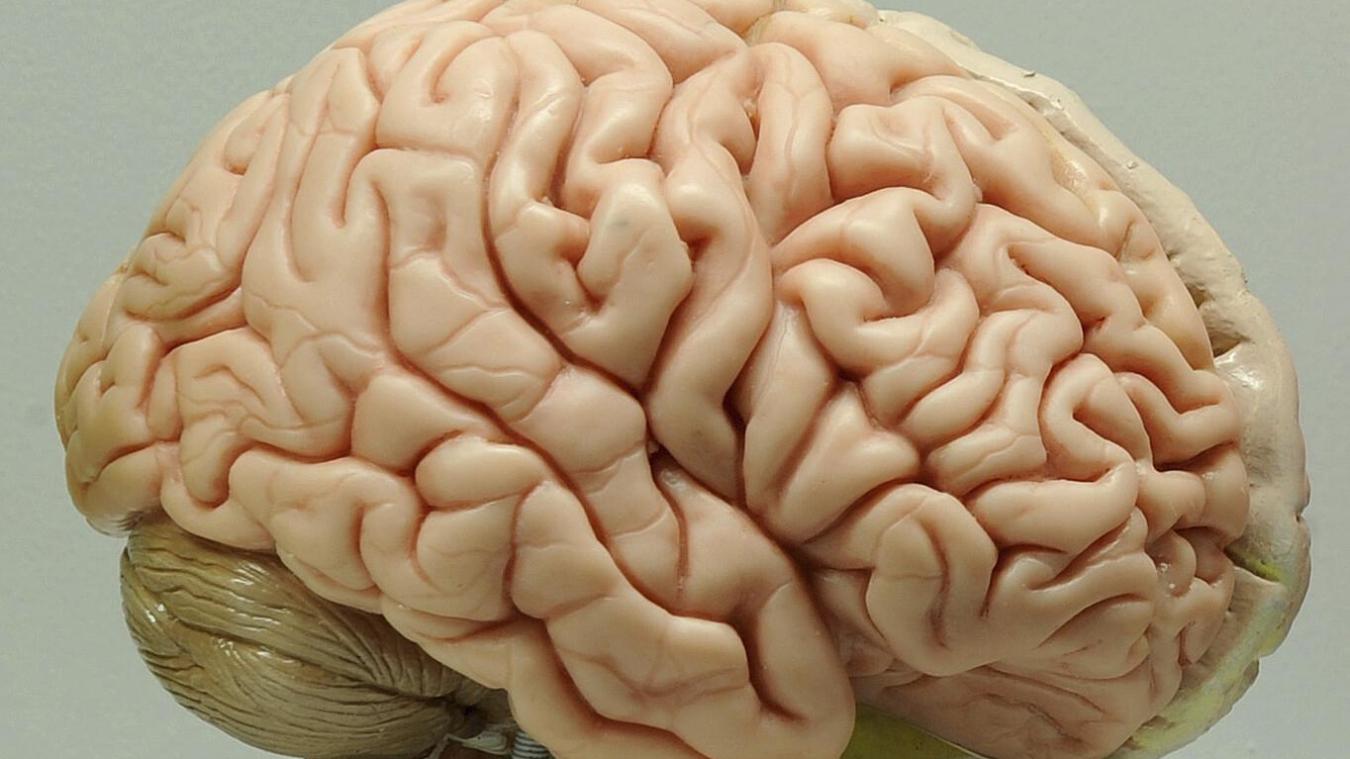 <p>Löwener Wissenschaftler haben erfolgreiche Experimente mit Gehirn-Computer-Schnittstellen durhgeführt.</p>